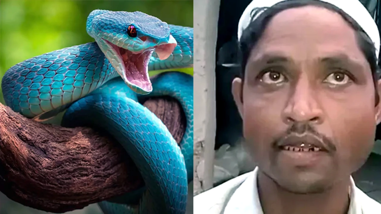 রাতে সাপ হয়ে দংশনের চেষ্টা করেন স্ত্রী, অভিযোগ স্বামীর