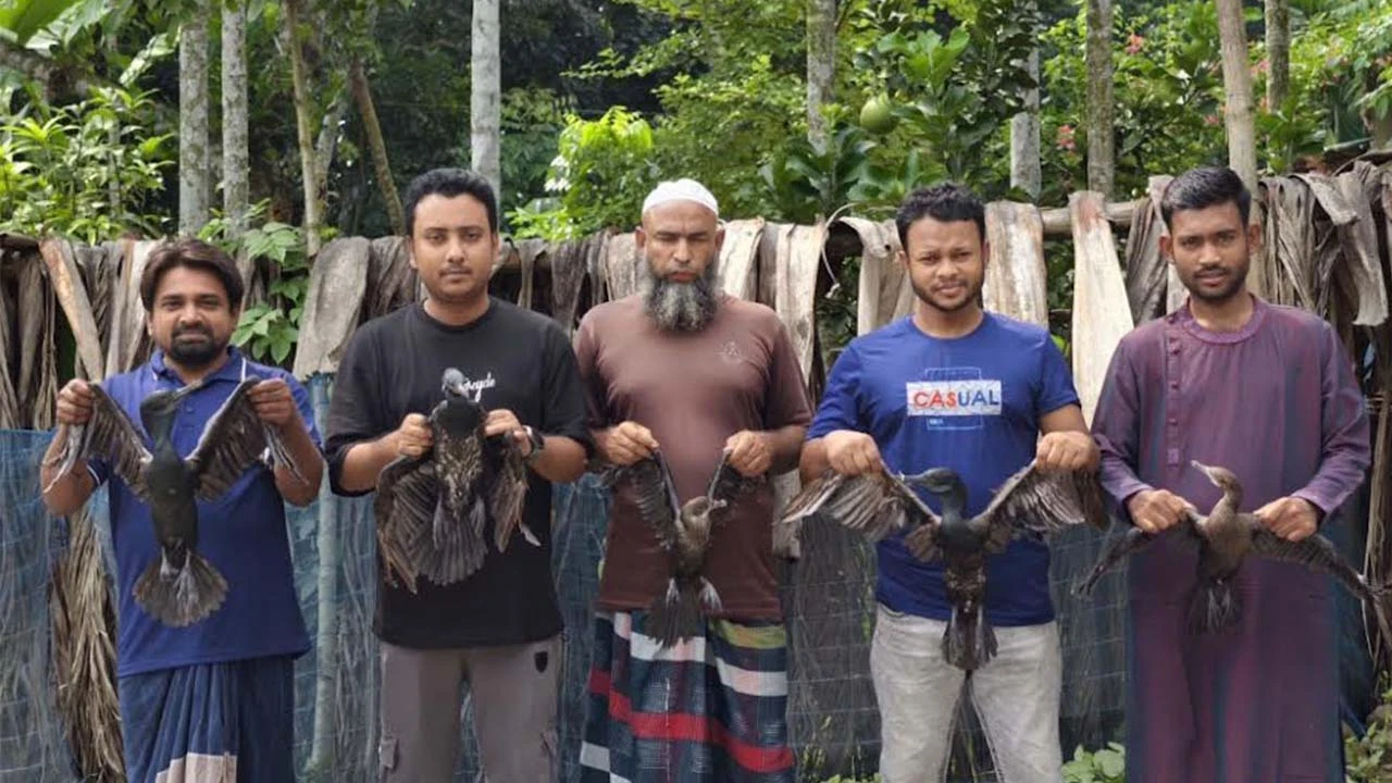 শিকারিদের ফাঁদ থেকে মুক্ত আকাশে ফিরল পানকৌড়ির দল