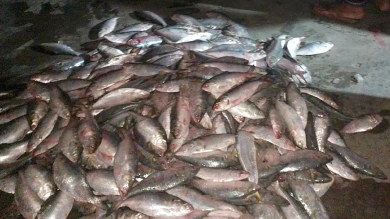 মৎস্য কর্মকর্তা ঢাকায়, ইন্দুরকানীতে চলছে ইলিশ শিকার