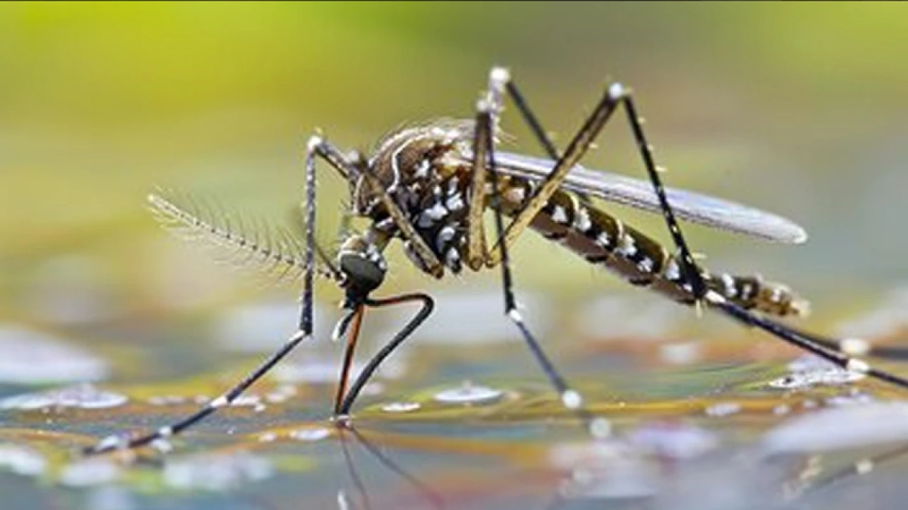 আইসল্যান্ডে প্রথমবারের মতো মশা শনাক্ত