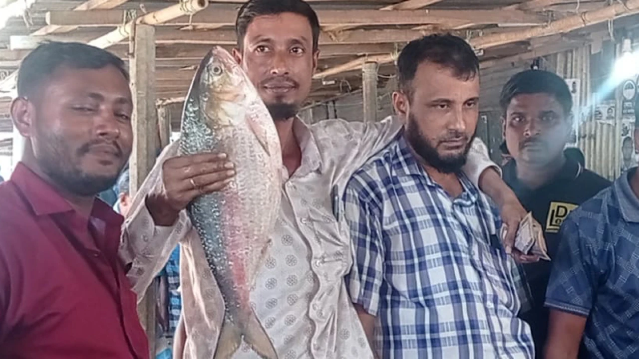 আড়াই কেজির এক ইলিশ ৯ হাজার ২০০ টাকায় বিক্রি