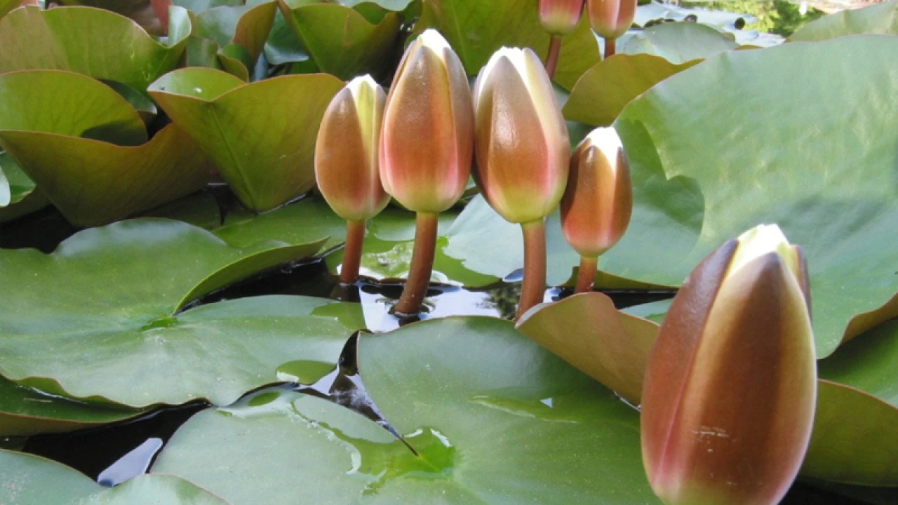 ইসির প্রতীক তালিকায় ‍যুক্ত হলো ‘শাপলা কলি’