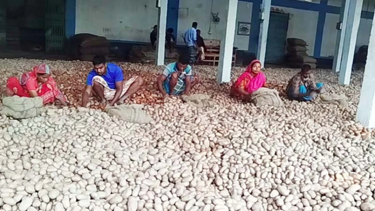 হিমাগার থেকে আলু তুলতে পারছেন না কৃষক-ব্যবসায়ী