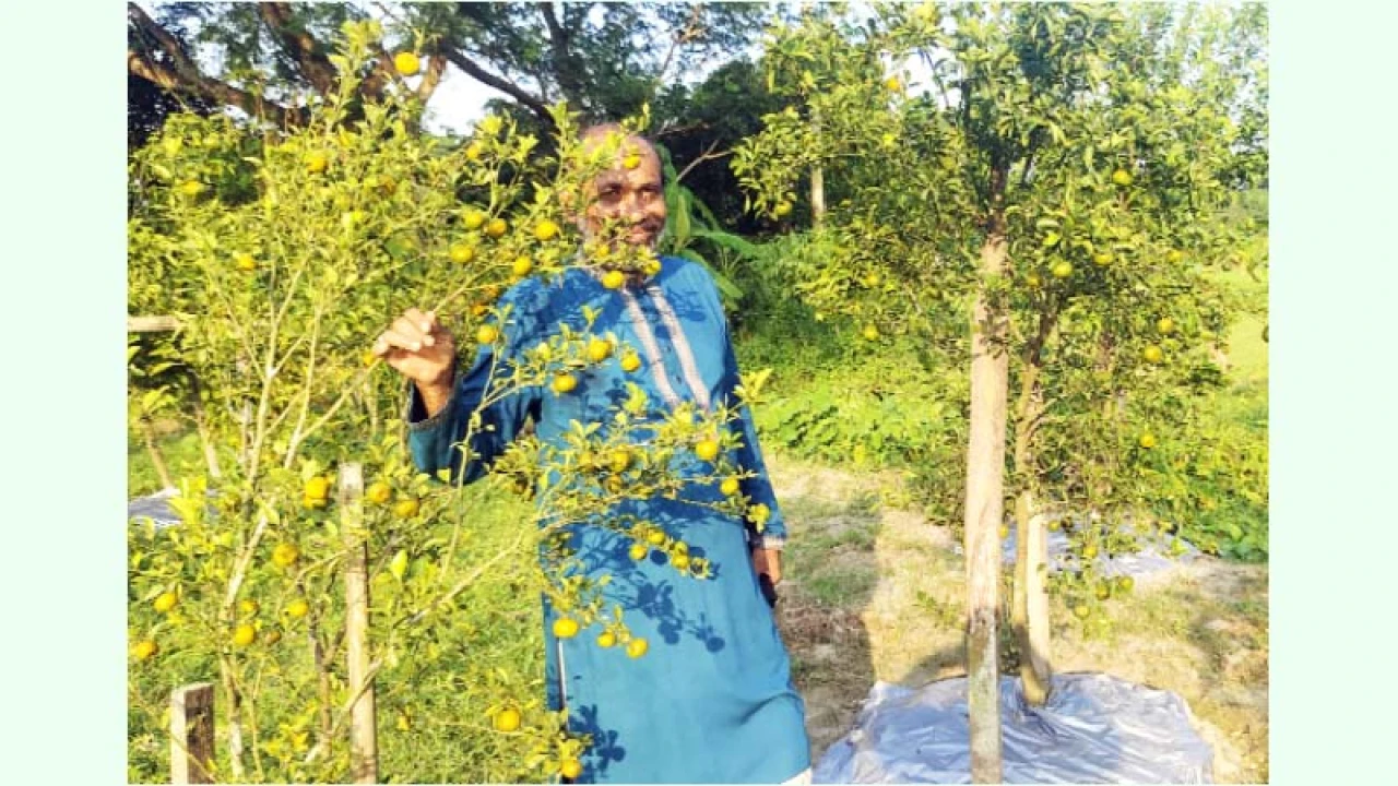 ধানের দেশে কমলা চাষে আনিছুরের সাফল্য