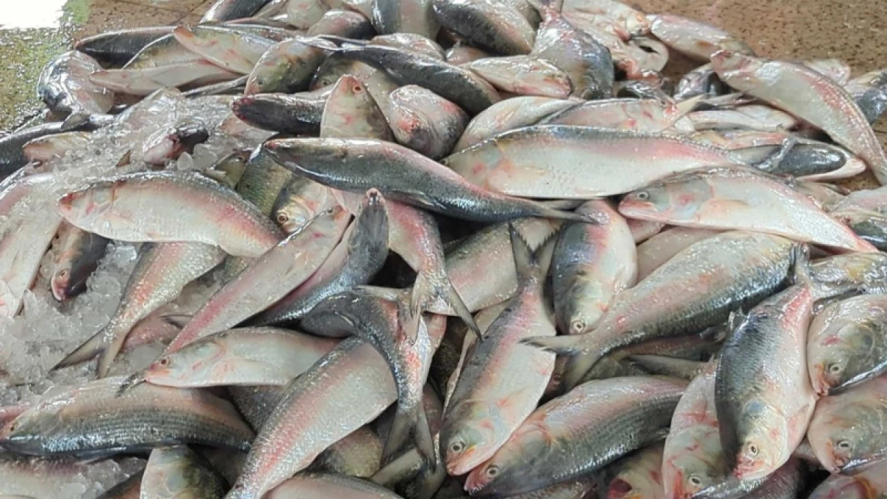 জাটকা ইলিশ শিকারে ৮ মাসের নিষেধাজ্ঞা শুরু