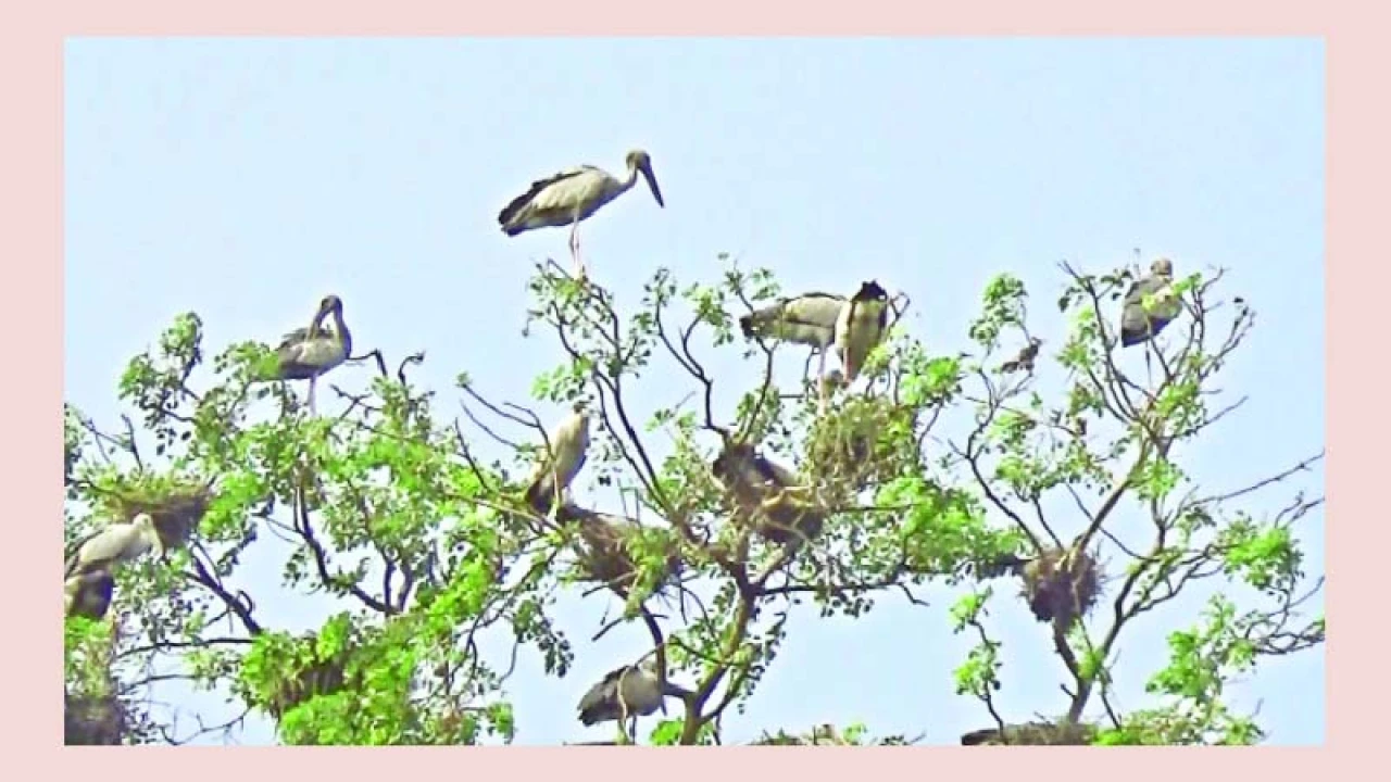 কর বাড়ি এখন পাখির রাজ্য