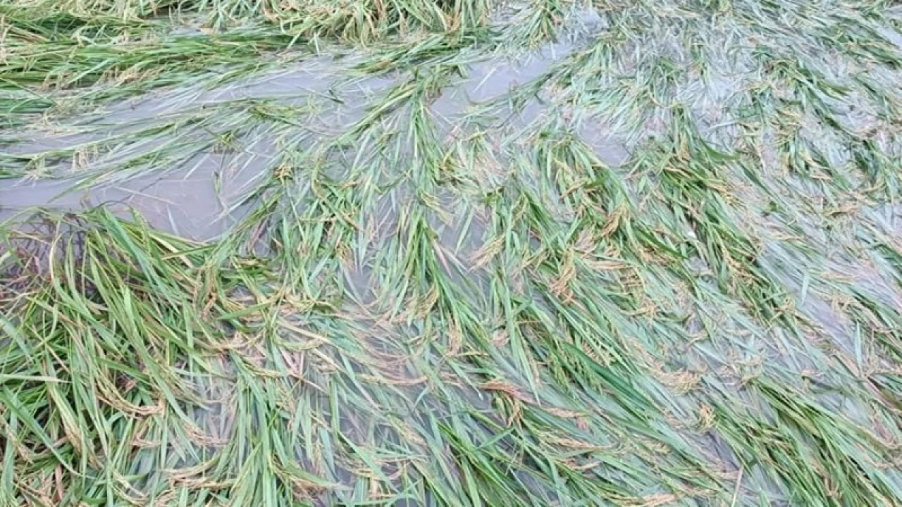 বৃষ্টিতে রাজশাহী অঞ্চলে ১৯ হাজার হেক্টর ফসলের ক্ষতি