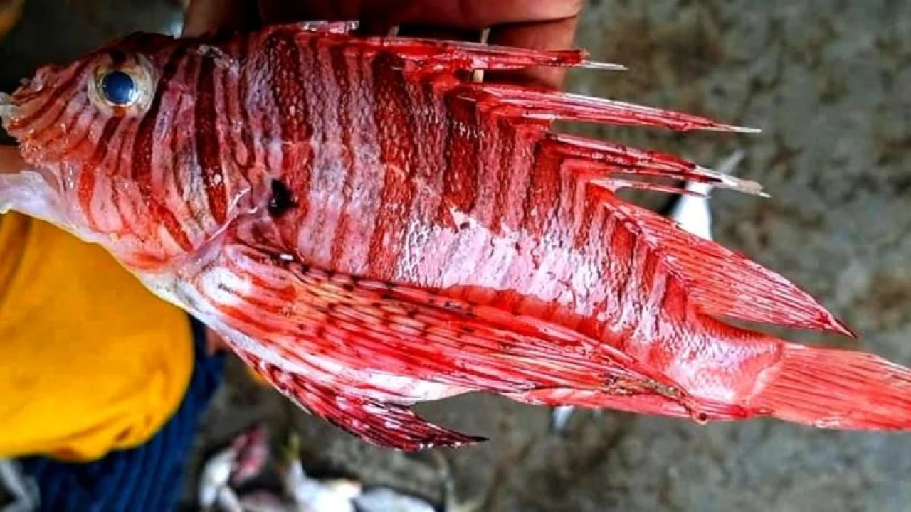 জালে ধরা পড়ল বিরল প্রজাতির বিষাক্ত ‘লায়নফিশ’ 