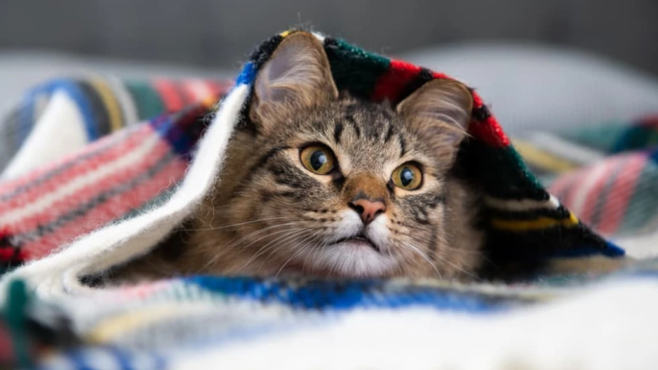 শীতে পোষা প্রাণীর যত্নে করণীয়