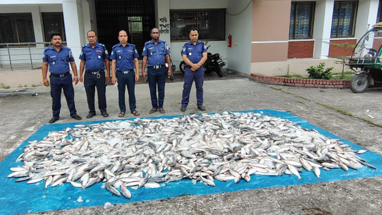 যাত্রীবাহী লঞ্চ থেকে ১ হাজার কেজি জাটকা জব্দ