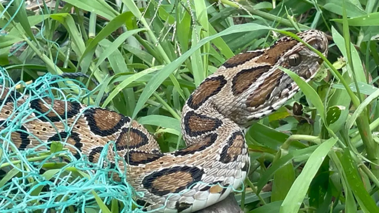 কচুরিপানা পরিষ্কার করতে গিয়ে রাসেল ভাইপারের কামড়ে কৃষকের মৃত্যু