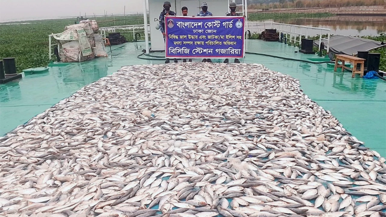 চার হাজার কেজি জাটকা জব্দ করল কোস্ট গার্ড