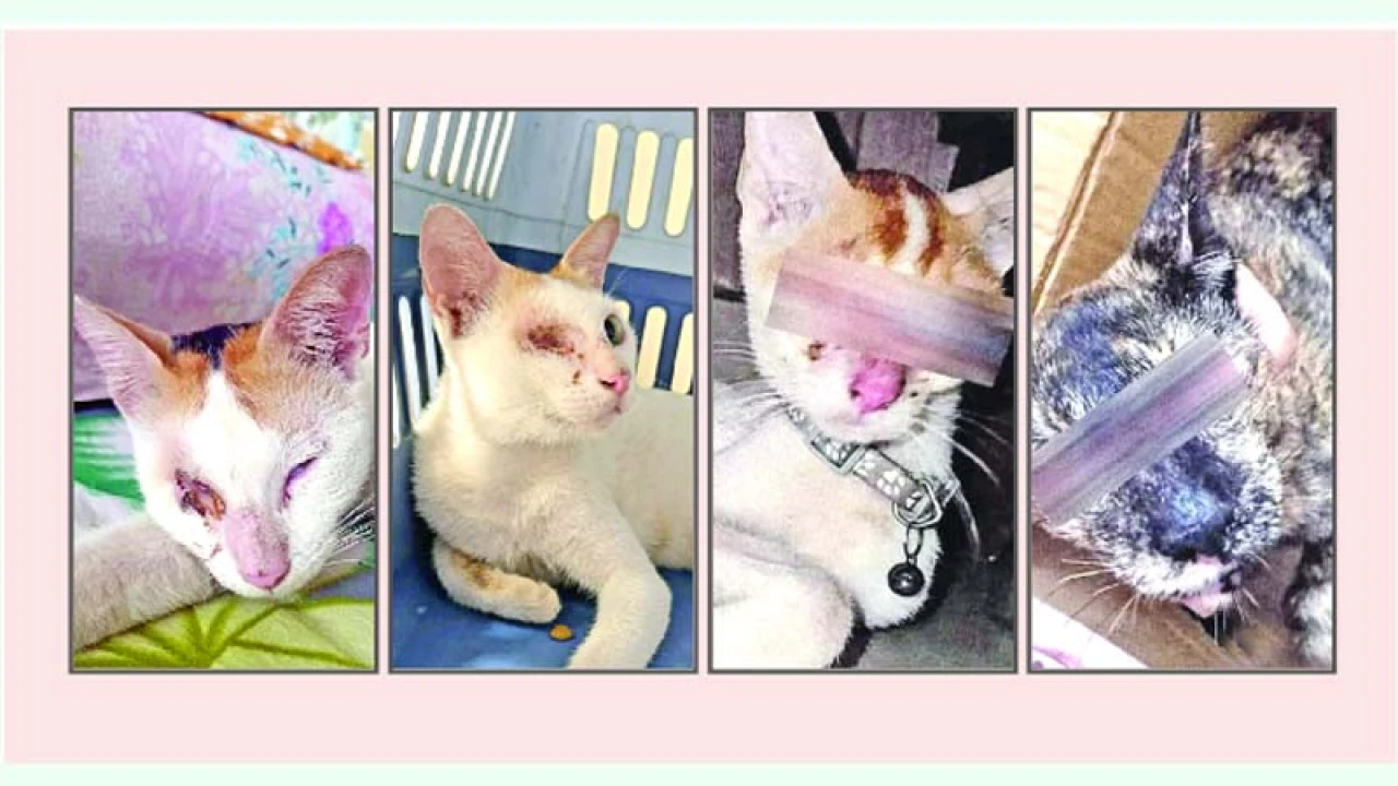 প্রাণীর ওপর নৃশংসতা ভয়াবহ রূপ নিচ্ছে 