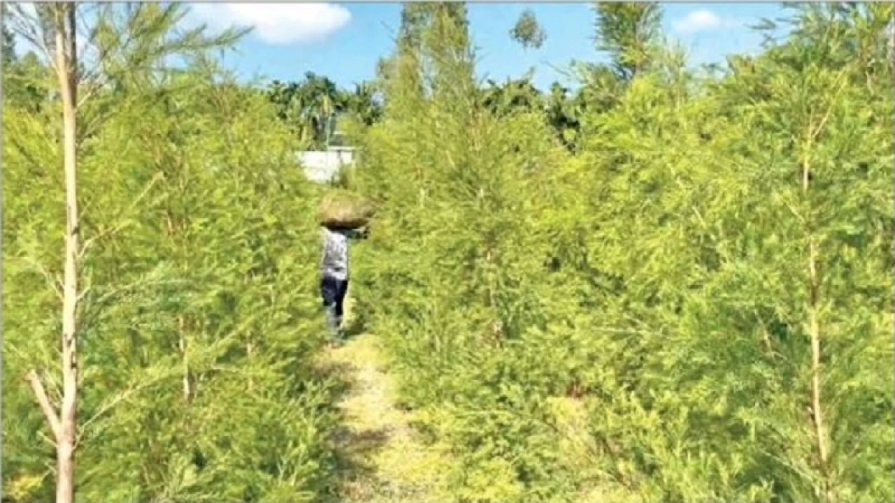 গাছের পাতা থেকে তৈরি হচ্ছে তেল