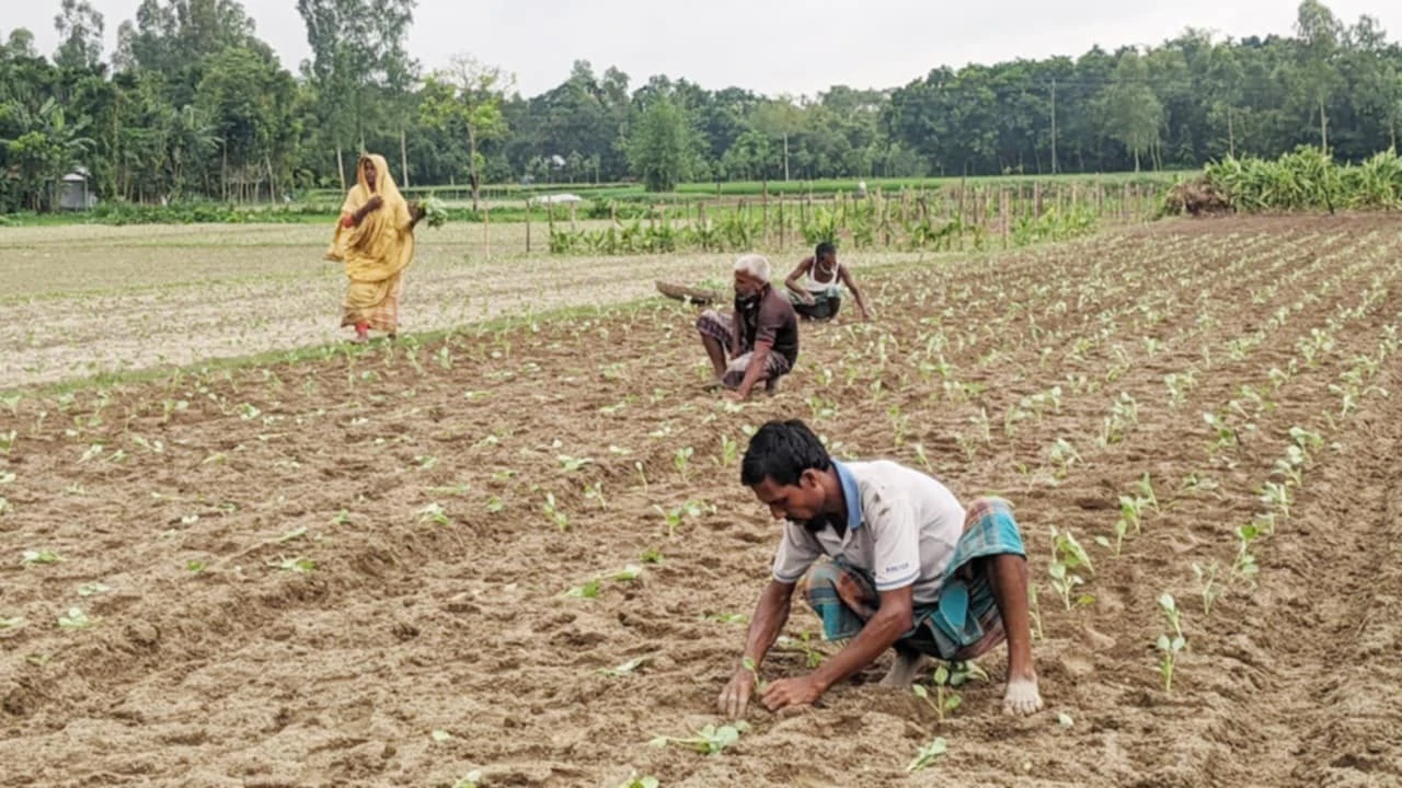 রংপুরে সার সংকট ও কৃষি উপকরণের দাম নিয়ে বিপাকে কৃষকরা