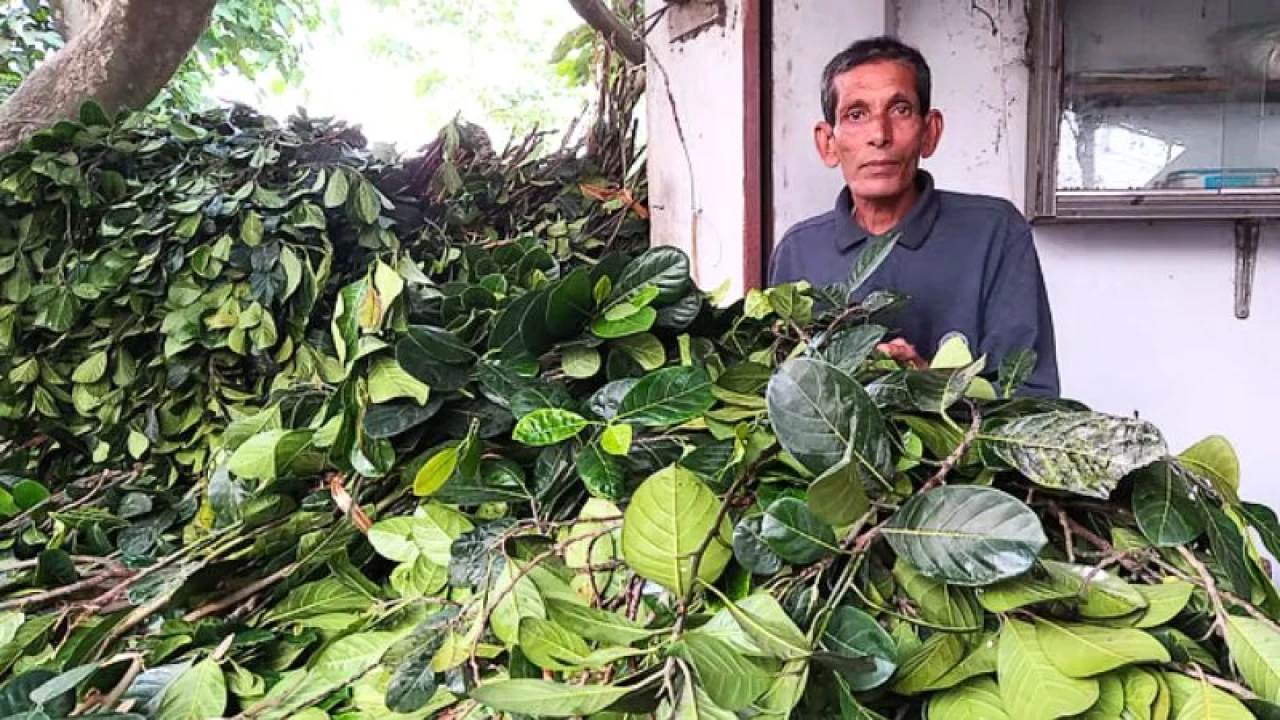 কাঁঠালপাতা বিক্রি করে সংসার চলে শিক্ষকের