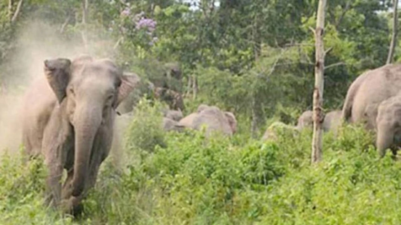 বন্য হাতির আক্রমণে রাবার শ্রমিক নিহত