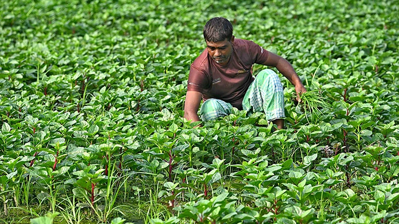 আসছে শীতকাল তাই কৃষকরা চাষ করতে শুরু করছে শীতের সবজি। আর এই সবজি ক্ষেতে ভালো ফসল ফলানোর জন্য ক্ষেত পরিচর্যায় ব্যস্ত সময় পার করছেন কৃষকরা। আজ সোমবার সকালে নারায়ণগঞ্জের জলকুড়ি থেকে তোলা। ছবি: ফোকাস বাংলা