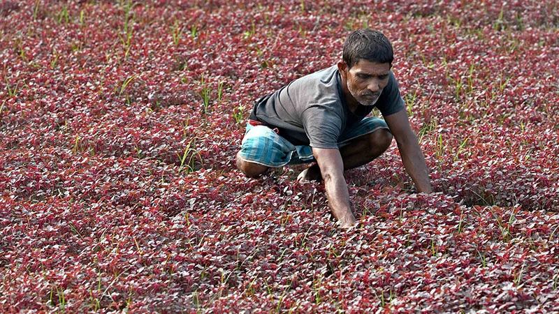 নারায়ণগঞ্জের জলকুড়িতে শীতের সবজি চাষে ব্যস্ত সময় পার করছেন কৃষকরা। ছবি: ফোকাস বাংলা