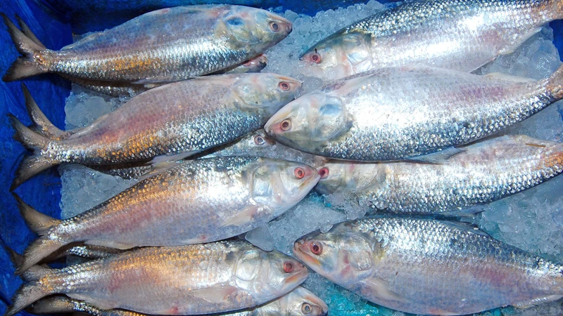 সপ্তাহ ব্যবধানে রাজধানীর বাজারগুলোতে ডিম, সব ধরনের সবজি ও ব্রয়লার মুরগির দাম বেড়েছে।  ছবিটি রাজধানীর পলাশী বাজার থেকে তোলা। ফোকাস বাংলা