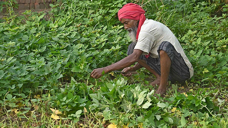 শীতের সবজি ক্ষেতে ভালো ফসল ফলানোর জন্য ক্ষেত পরিচর্যায় ব্যস্ত সময় পার করছেন কৃষকরা। ছবি: ফোকাস বাংলা