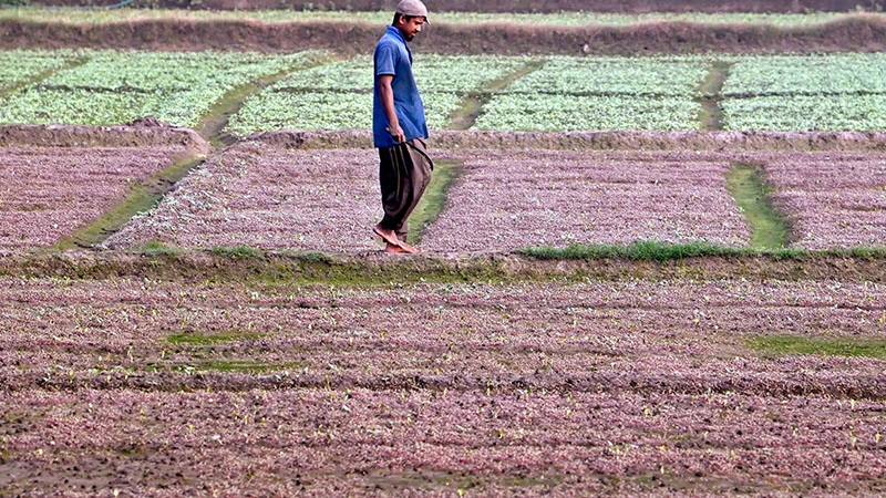 নারায়ণগঞ্জের জলকুড়িতে শীতকালের সবজি চাষ শুরু করেছে কৃষকরা। আর এই সবজি ক্ষেতে ভালো ফসল ফলানোর জন্য ক্ষেত পরিচর্যায় ব্যস্ত সময় পার করছেন কৃষকরা। ছবি: ফোকাস বাংলা