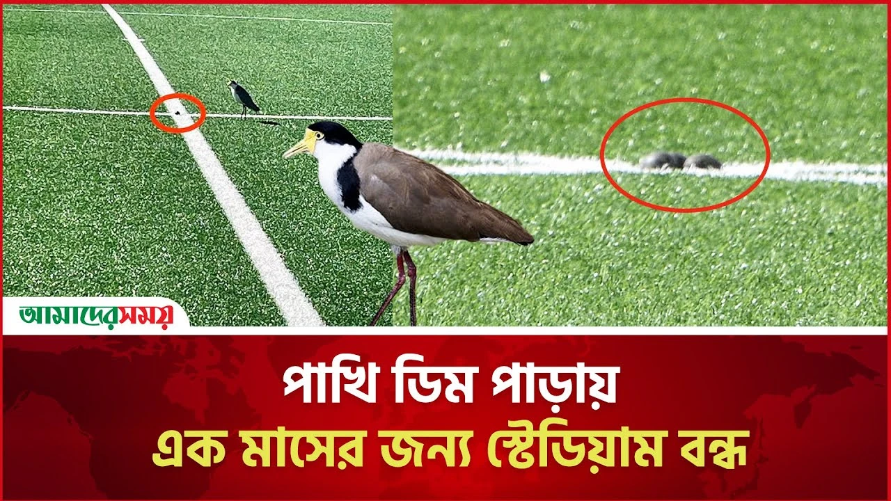 পাখি ডিম পাড়ায় এক মাসের জন্য স্টেডিয়াম বন্ধ