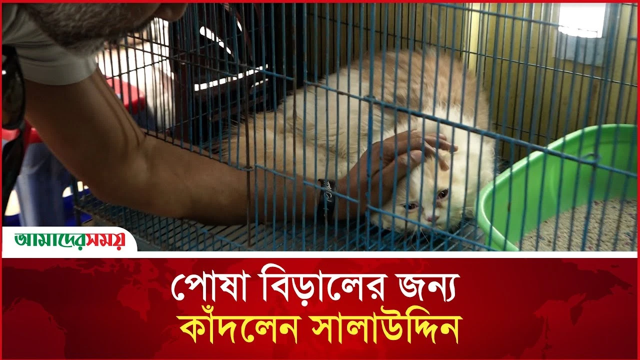 পোষা বিড়ালের জন্য কাঁদলেন সালাউদ্দিন