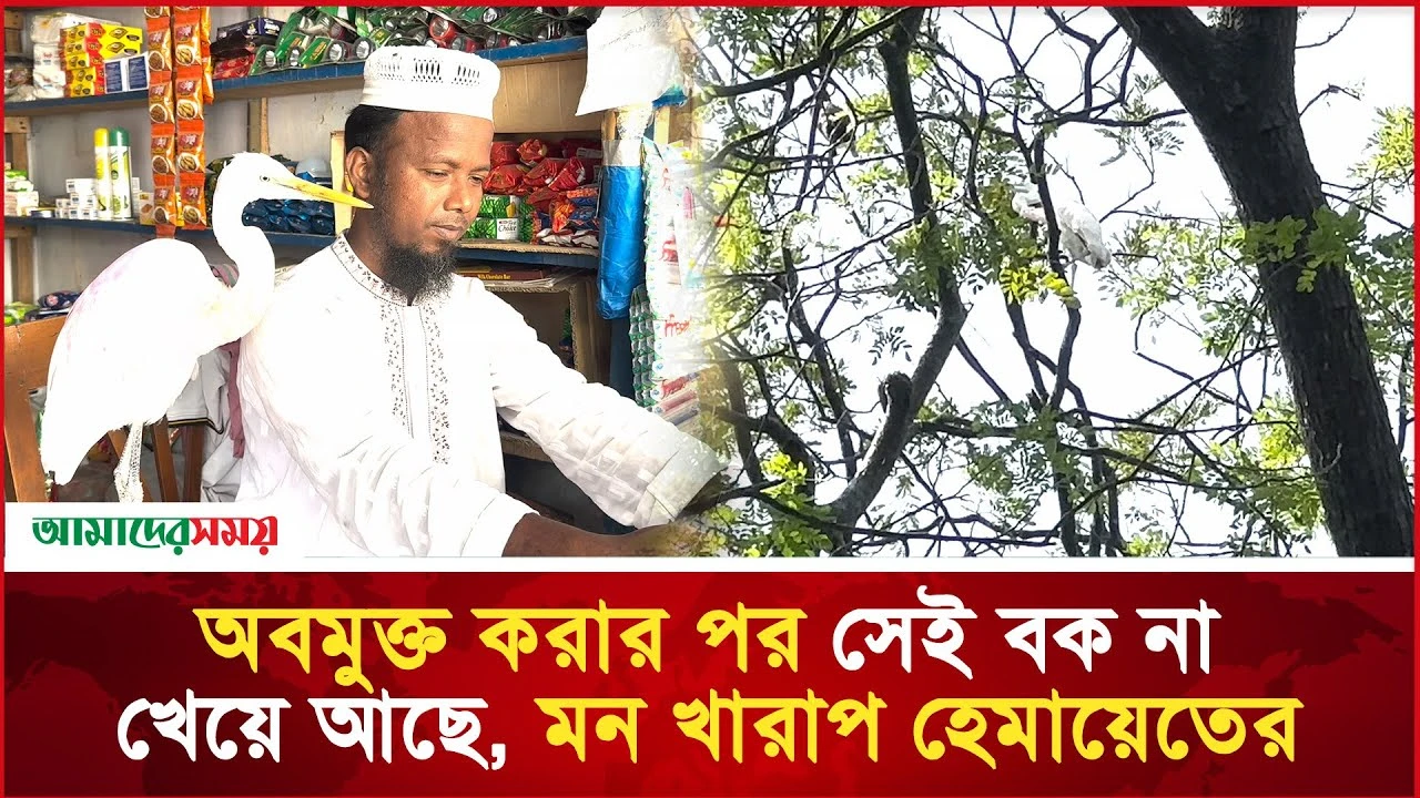 অবমুক্ত করার পর সেই বক না খেয়ে আছে, মন খারাপ হেমায়েতের 