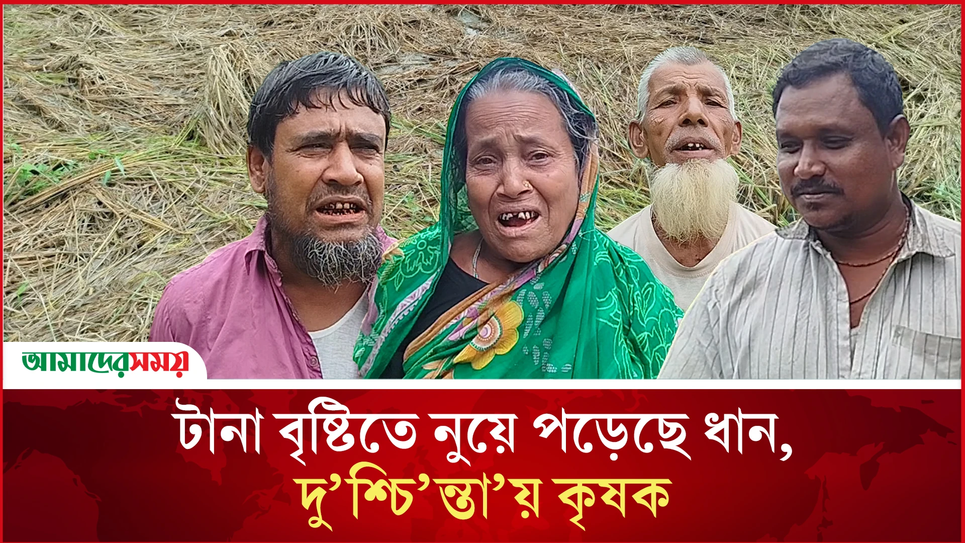 টানা বৃষ্টিতে নুয়ে পড়েছে ধান, দু’শ্চি’ন্তা’য় কৃষক